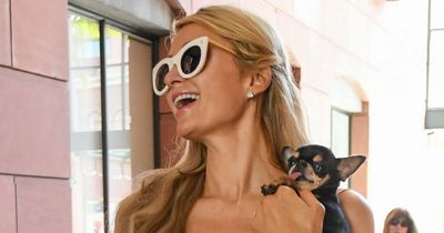 Desperate Paris Hilton hires psychic to find missing chihuahua who's 'like a daughter'