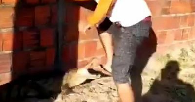 Moment foolish man kicks fearsome reptile while wearing only flip flops