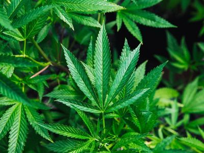 Cannabis Reg. News: Is Cannabis Considered A Narcotic In Thailand? Missouri Weed Legalization Update