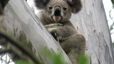 Researchers fear Santos gas exploration could affect 'life-saving' koala study