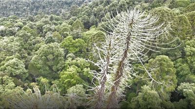 Invasive soil-borne disease made worse by wet weather, threatens bunya pines