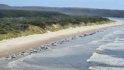 Hundreds of whales stranded at Tasmania's Macquarie Harbour, two years after similar event