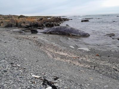 Second mass stranding of whales in Tas