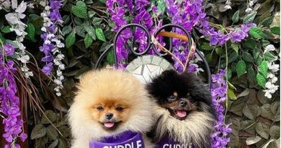 The puppy yoga event coming to Leeds this weekend with two hours of 'furry guest cuddles'