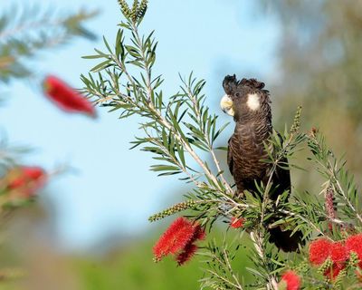 Australia signs global nature pledge committing to reverse biodiversity loss by 2030