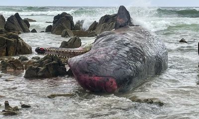Hundreds of whales stranded on Tasmania’s west coast in state’s second event this week