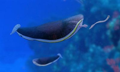 ‘Alien goldfish’ may have been unique mollusc, say scientists