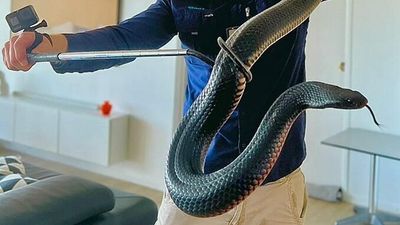 Sunshine Coast snake catchers recover 'one of the thickest' Red-Bellied Black snakes they've ever seen