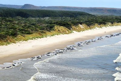 Rescue effort under way after some 230 whales beached in Tasmania