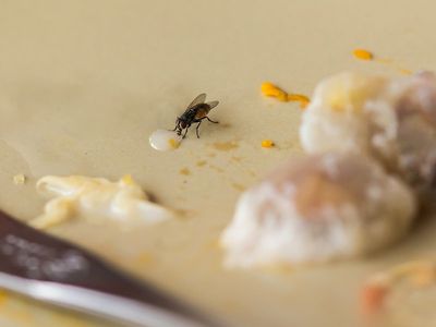 Scientists say fly vomit may pose greater risk to humans than insect bites