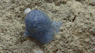 Mysterious ‘blue goo’ creature spotted in the Caribbean