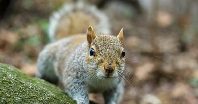 Shoppers look on in horror as man 'beats baby squirrel to death' in UK grocery store