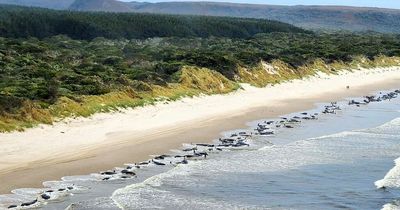 Authorities rush to save 230 whales stranded in Tasmania as experts fear over half dead