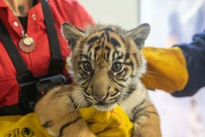London Zoo staff get ‘mega workout’ holding ‘super strong’ tiger cub triplets