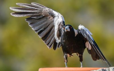 Spotify creates playlist as weapon against swooping magpies