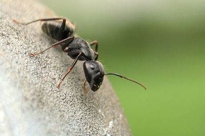How ants defy gravity