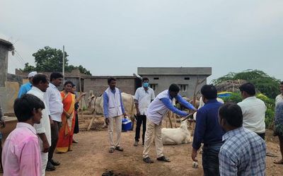 Andhra Pradesh: ‘No case of lumpy skin disease in Prakasam’