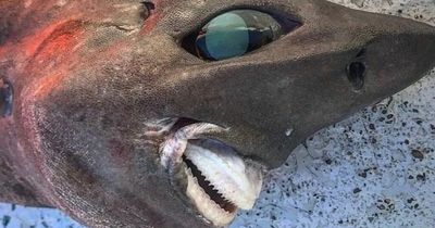 Deep-sea shark with protruding eyes and terrifying grin is caught in Australia