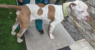 Injured and 'significantly' underweight American Bulldog found 'in a state of neglect'