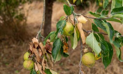 Drought threatens UK government’s mass forestry scheme