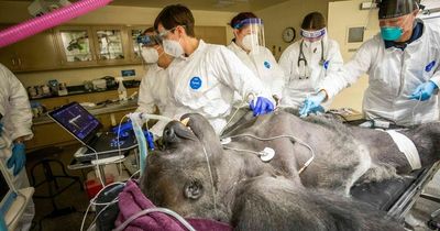 Stunning images of gorilla's health check as 400lb ape gently clutches nurse's hand