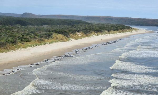 Rescuers rush to save hundreds of pilot whales stranded on Tasmanian beach