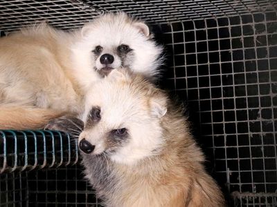 Liz Truss ‘to scrap proposed bans on fur and foie gras imports’