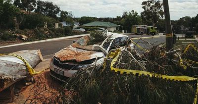 Report says ACT protecting trees that could cause damage in big storms