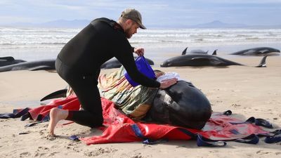 Why is Tasmania the site of so many mass whale strandings? Here's what we know