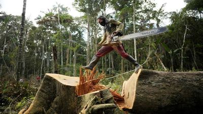 Colombia’s battle against Amazon deforestation: ‘The jungle is disappearing’