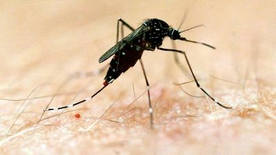 Mosquito-borne disease risk increases for river communities facing third La Niña