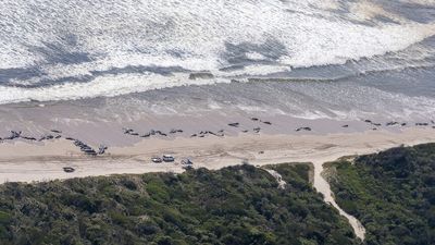 Mass whale stranding rescue operation at Tasmania's Macquarie Harbour saves around 30 out of 230