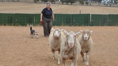 Corgis bred for herding livestock long before Queen Elizabeth II made them famous