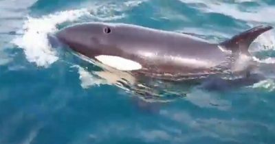 Killer whales filmed by terrified crew ramming boat and breaking its rudder