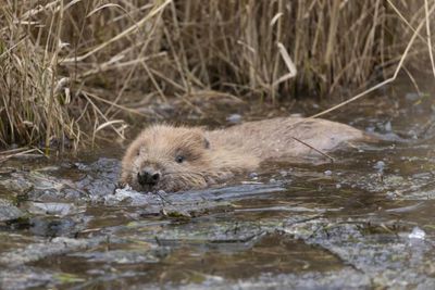 National strategy set out to boost Scotland's beaver population