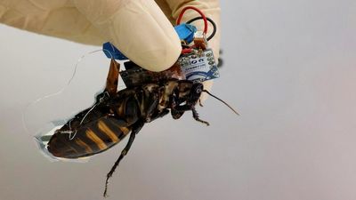 Japanese researchers develop solar cell 'backpacks' to create controllable cyborg cockroaches