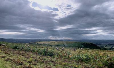 Country diary: Amid the stone circles, plant life is thriving