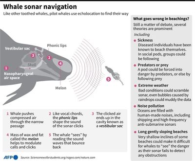 Whale strandings: Five questions answered