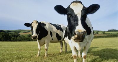 10 of the weirdest Scottish laws you probably didn't know existed