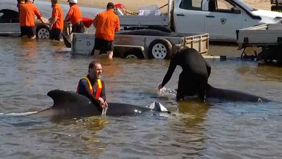 32 pilot whales rescued out of 230 stranded on Australian coast