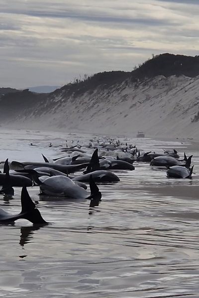 Nearly 200 stranded sperm whales die on Tasmanian beach – and climate crisis may be to blame