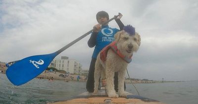 Pet Club: Adorable dog with blue mohawk becomes UK's first surf therapy dog