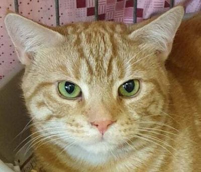Londoner leaves 49 ginger cats to Lewisham adoption home