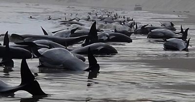 Hundreds of whales wash up on beach after nearly 200 die in mass stranding tragedy
