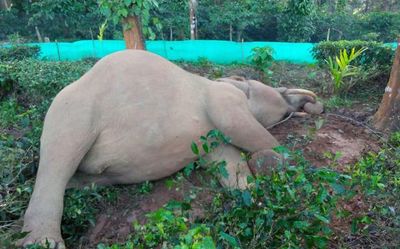 Elephant dies due to electrocution in the Nilgiris