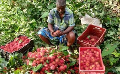 Exotic is the invasion