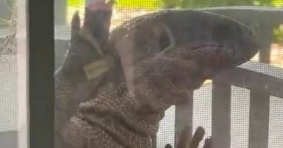 Terror as 'Godzilla' lizard tries to break into family home through window