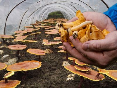 Why Magic Mushrooms Are Emerging As Major Part Of Public Discourse: What Science Is Saying
