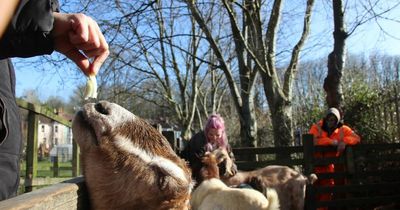 St Werburghs City Farm at risk due to cost of living crisis