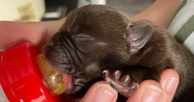 Tiny newborn puppies with umbilical cords still attached cruelly dumped in woods